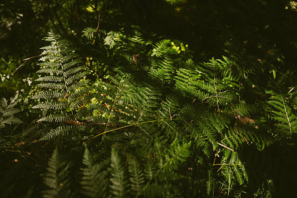 Close-up view of green fern leaves with bright sunlight filtering through the trees in a peaceful forest, capturing the beauty of summer nature and woodland atmosphere.