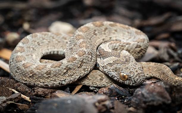 istock Coiled Rattlesnake on Rocky Terrain 2232179467