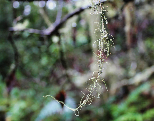 istock Single delicate strand of Spanish moss 2232179751