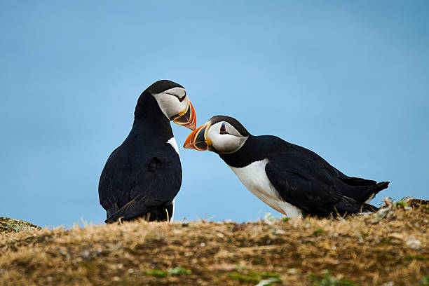 istock Two Puffins displaying billing courtship behavior at Elliston, Bonavista Peninsula, Newfoundland, Canada. 2232181336