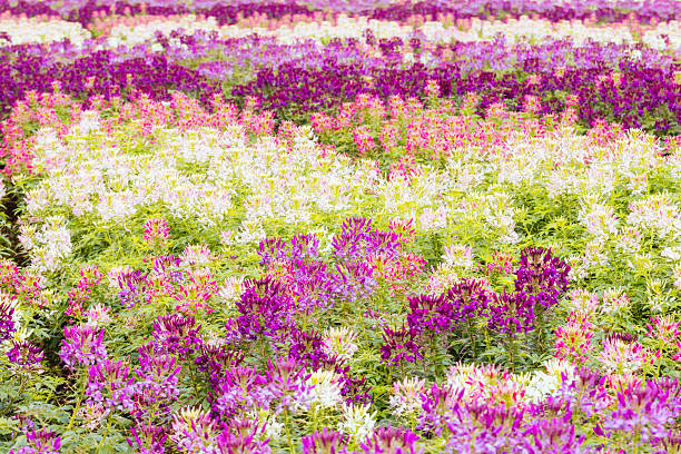 istock Cleome Sparker Blush Flowers in Melbourne Australia 2232183039