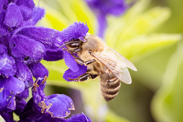 istock Lavendar Flowers and Bee in Australia 2232183041
