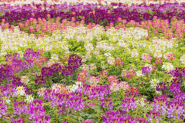 istock Cleome Sparker Blush Flowers in Melbourne Australia 2232183042