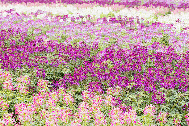 Cleome Hassleriana 'Sparker Blush' flowers at a garden in the Dandenong Ranges in Melbourne, Victoria, Australia