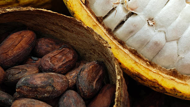 istock Cacao nibs, cacao beans and raw cocoa fruit on background 2232184970