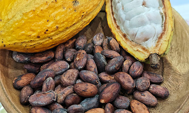 istock Cacao nibs, cacao beans and raw cocoa fruit on background 2232184984