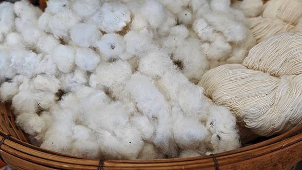 istock Cotton from natural cotton flowers 2232185008