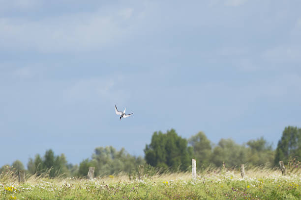 istock Common tern diving like an arrow, common tern plunging down to catch prey, common tern flying down to catch prey, meadow and fence in the background, Sterna hirundo 2232187921