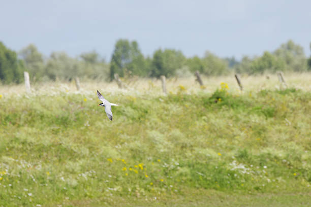 istock Common tern in flight in the background flowering meadows and fields, Common tern flying past a fence and a field, Sterna hirundo 2232187974