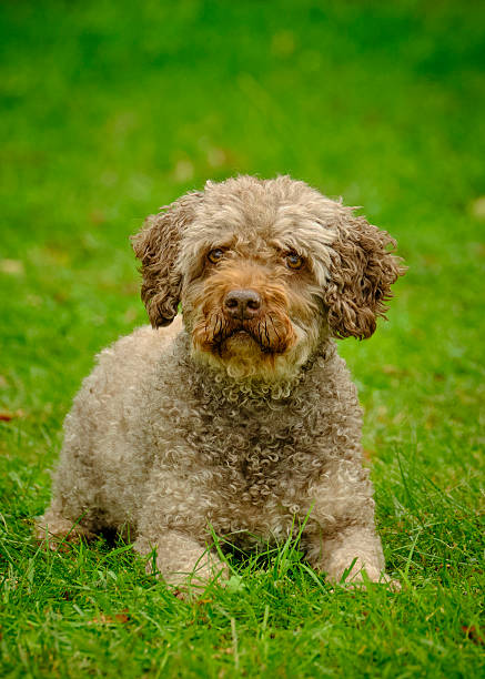 istock Spanish Water Dog. Posing for photographs 2232188641