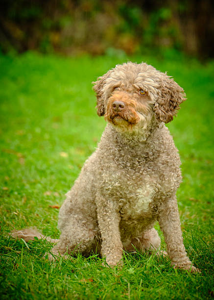 istock Spanish Water Dog. Posing for photographs 2232188693