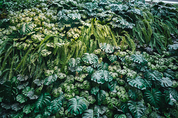 istock tropical plant leaves with green and silver patterns natural background texture 2232188899