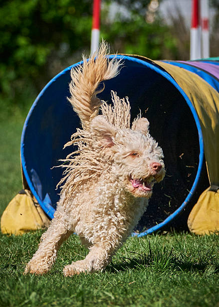 istock Spanish Water Dog breed in Agility competition. 2232189135