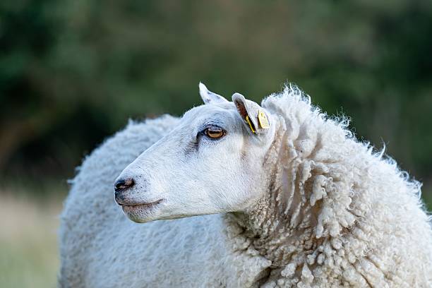 A Sheep against white background