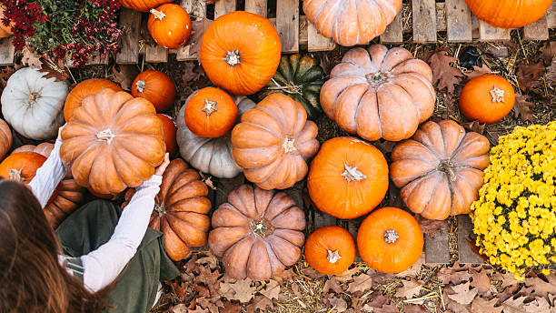 Young female farmer selecting a homegrown pumpkin to prepare for Halloween or Thanksgiving