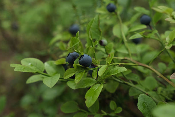 istock Bilberry bush with ripe berries 2232190393