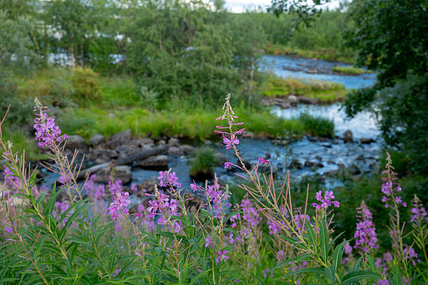 Arctic landscape, scenic nature background. North mountain river and forest with purple chamaenerion flowers.
