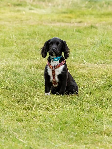 istock Sprocker Spaniel Puppy Sitting In Grass. 2232190709