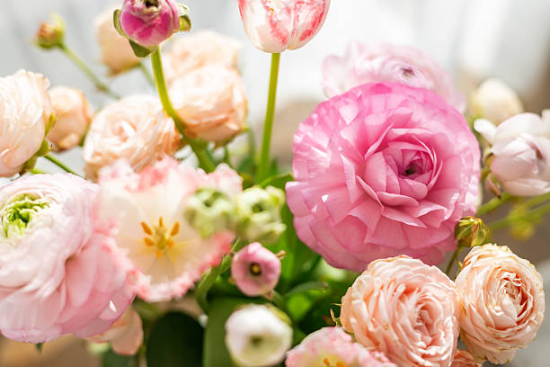 istock Close-up tender peach and pink ranunculus blossoms glowing gently under soft daylight 2232191119