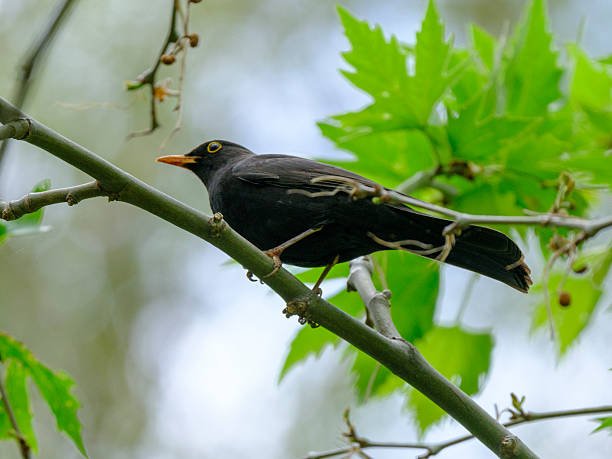 istock wild blackbird in forest habitat 2232192048