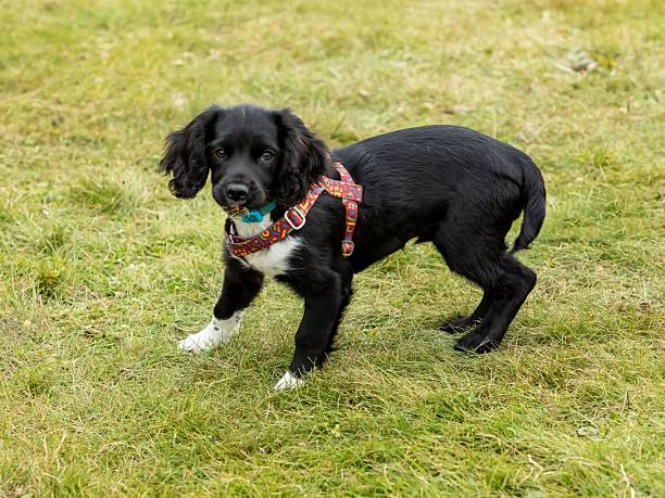 Sprocker Spaniel Puppy Lifting Paw.