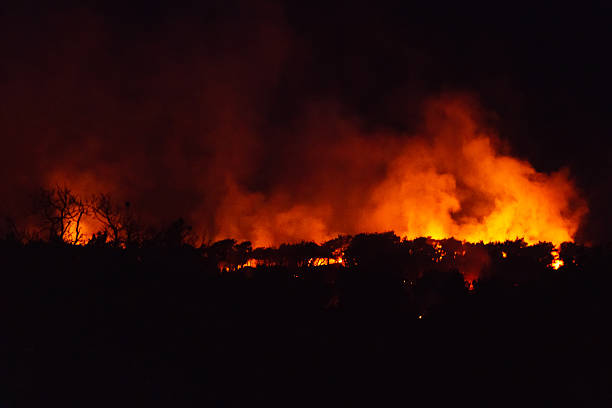 Wild forest fire at night with heavy smoke and flames destroying trees