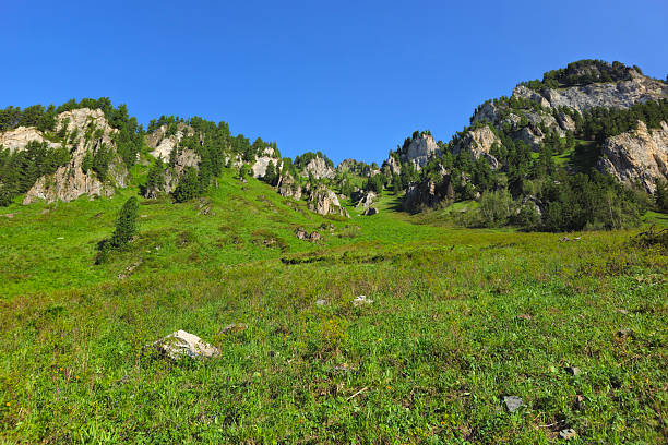 istock sunlit lush alpine flora on hill 2232196060