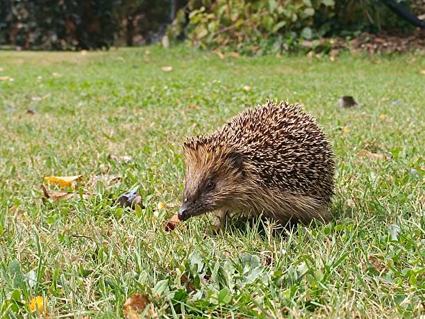 Cute hedgehog walking through the garden.