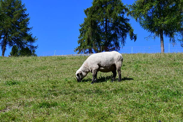 Ein Schaf auf der Weide in Südtirol