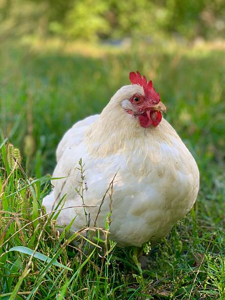 istock White chicken on the farm. 2232197246