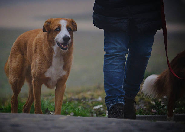 Pet owner playing Holi with his dog outdoors in park. Holi is a popular ancient Hindu festival, also known as the \