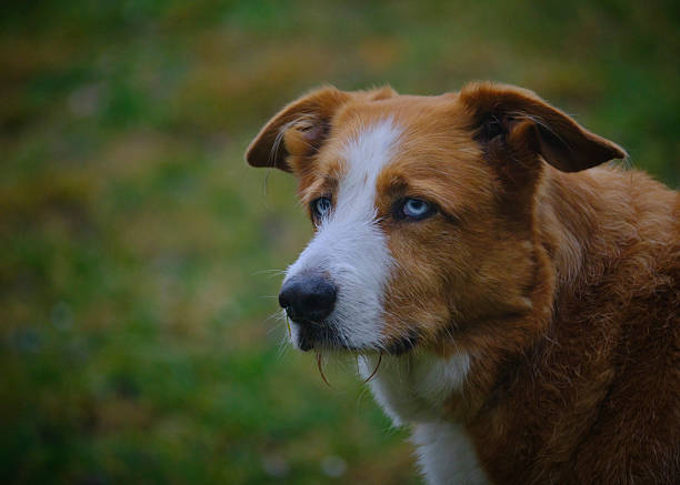Shepherd dog with blue eyes in the park