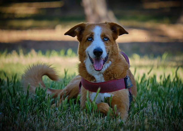 Shepherd dog with blue eyes in the park