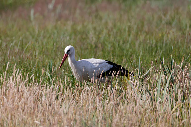 L 95-110cm, wS 180-218cm.Breeds in open farmland with access to swampy riversides, marshes and flood lands. Strongholds in E. Europe, declining in NW Europe.Nests, often in small colonies, in stick nest (man made).Summer visitor, winters in tropical Africa.Notable passage at Bosporus and Gibraltar end Augustus, returns in April.Food: frogs,, insects, also snakes, young birds etc.In the Netherlands since some decades more to see in the described habitats. Also due a breed programme in the western part of the Country.