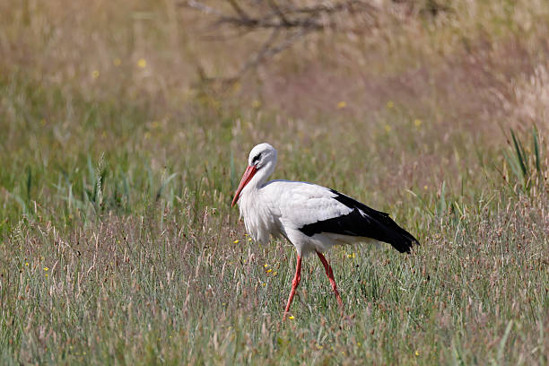 L 95-110cm, wS 180-218cm.Breeds in open farmland with access to swampy riversides, marshes and flood lands. Strongholds in E. Europe, declining in NW Europe.Nests, often in small colonies, in stick nest (man made).Summer visitor, winters in tropical Africa.Notable passage at Bosporus and Gibraltar end Augustus, returns in April.Food: frogs,, insects, also snakes, young birds etc.In the Netherlands since some decades more to see in the described habitats. Also due a breed programme in the western part of the Country.