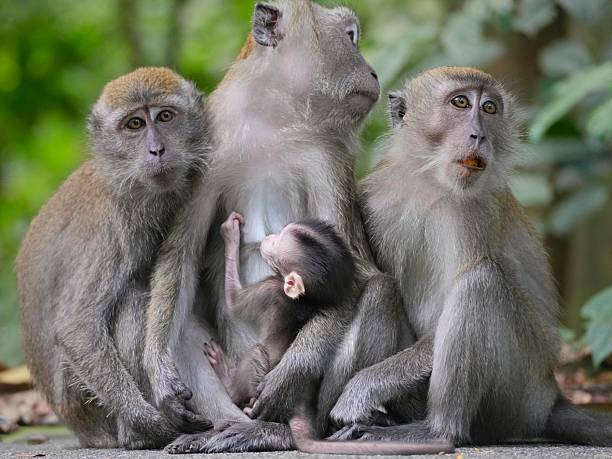istock A macaque family with baby 2232197548