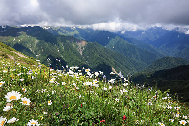 Blooming daisies in alpine meadow, summer time. Alpine meadows of the Caucasus. Summer in remote mountains. Peace and relaxation in nature. Perfect summer image for wall, screen.