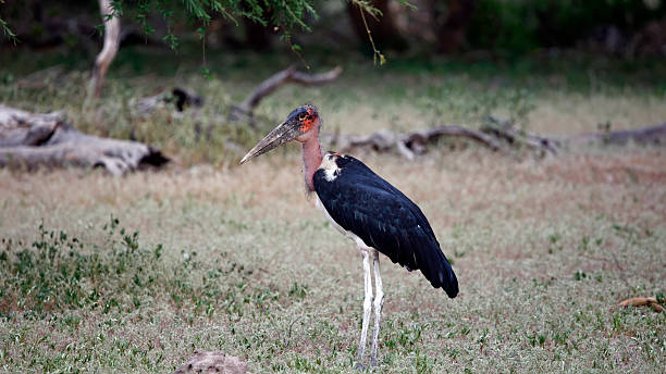 istock Marabou storks in the Okavango delta Botswana 2232198124