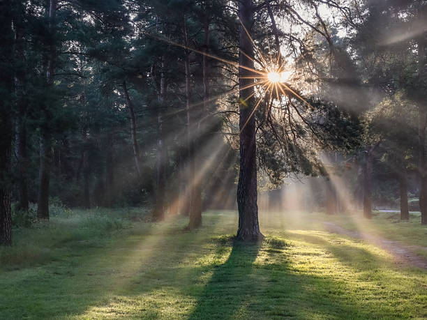 Morning in the forest. The rays of the morning sun on the forest path. Atmospheric morning forest landscape. Amazing landscape of majestic nature. Perfect summer image for wall, screen.