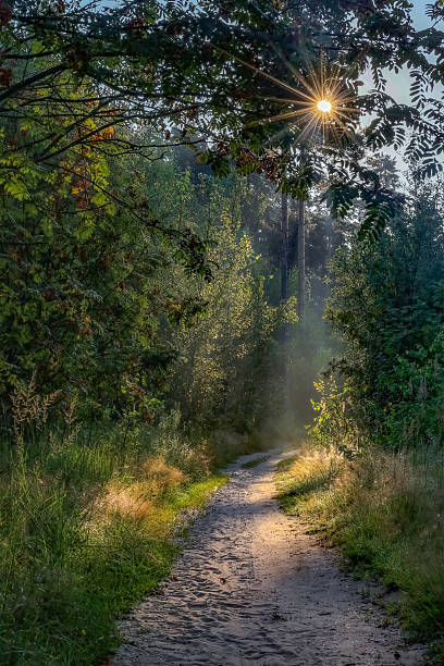 istock Sunny morning path in the forest, vertical view 2232198488