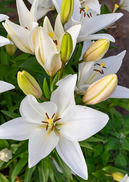 istock white lily flowers blooming and in buds 2232200636