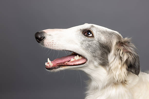 istock Side Profile of White Borzoi Dog on Gray Studio Background 2232201075