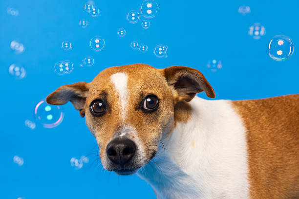 istock Whippet Dog Close-Up with Bubbles on Blue Studio Background 2232201111
