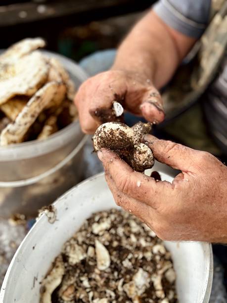 istock Man cleans a freshly picked mushroom 2232201257
