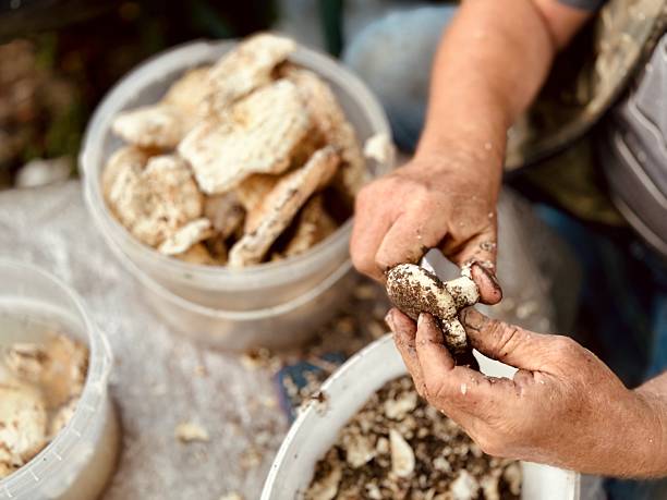 istock Man cleans a freshly picked mushroom 2232201258