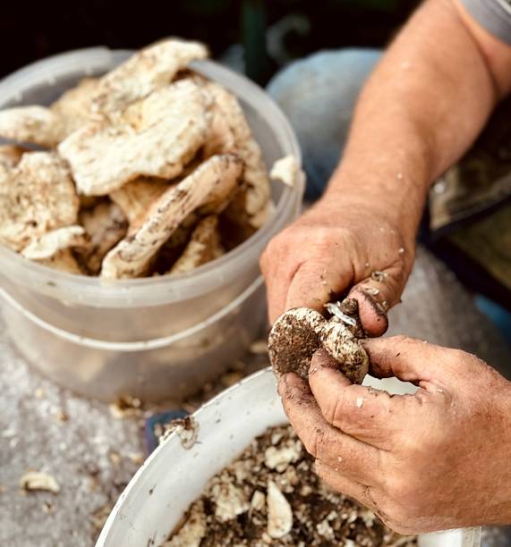 istock Man cleans a freshly picked mushroom 2232201261