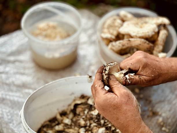 istock Man cleans a freshly picked mushroom 2232201262