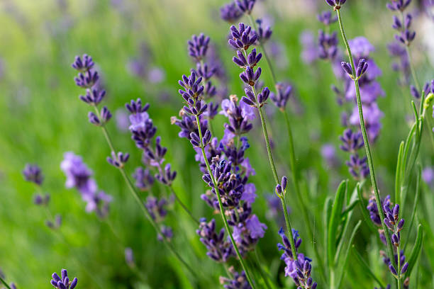 istock Flowering narrow-leaved lavender in the garden 2232201422