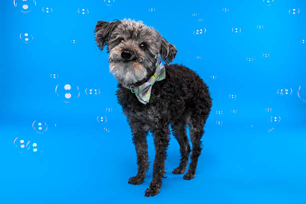 istock Small Black Dog with Bandana and Bubbles on Blue Background 2232201491