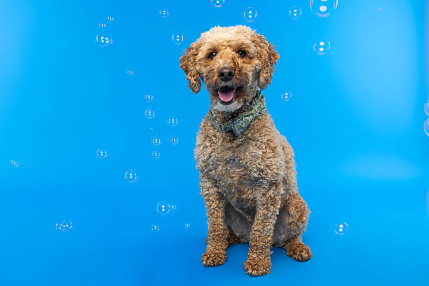 istock Smiling Labradoodle Dog Sitting with Bubbles on Blue Background 2232201908